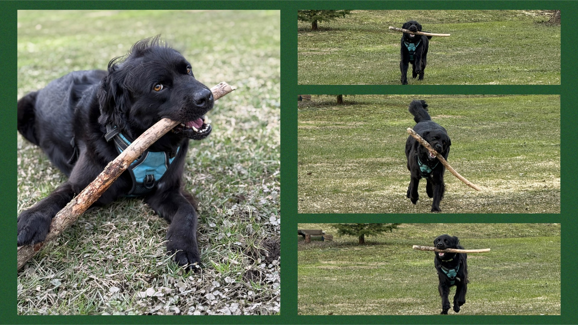 Ruger “Ruger started as a foster who needed o. Little did we know we needed him too! He spends his life now watching every move his Daddy is making (well, of course while carrying a stick!)” 🤳 Melissa St