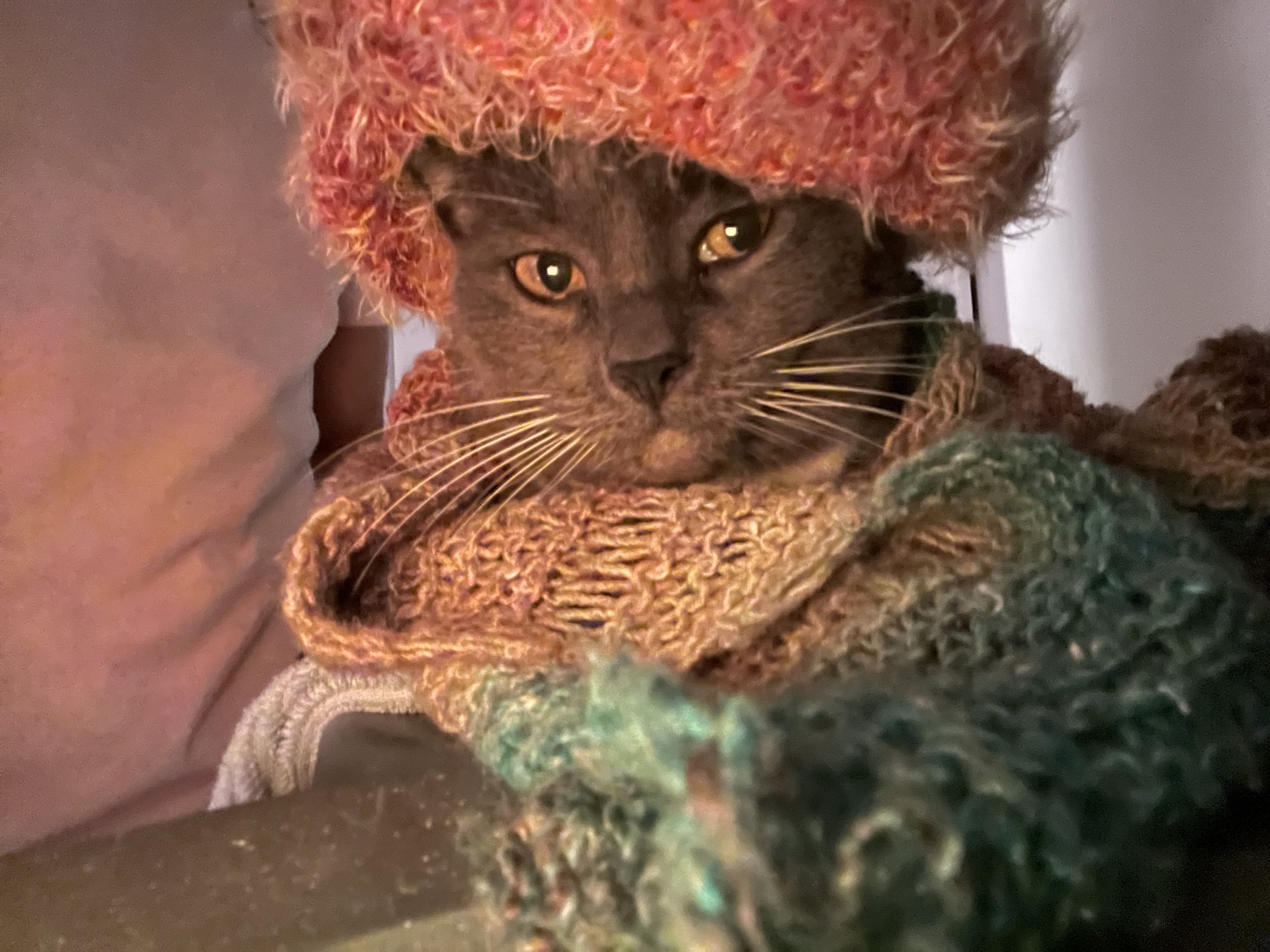 Niko — "Darling, I just adore a pet-house view." (Little Falls, NY)