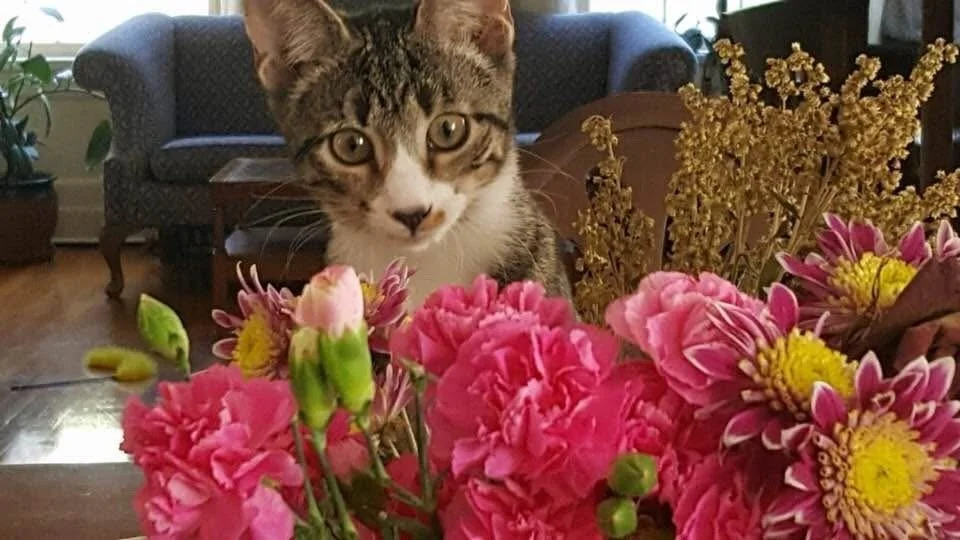 Brigid “My rescue from halo house. I love her so much. ♥️” 🤳 Patricia McVeigh (Herkimer County)