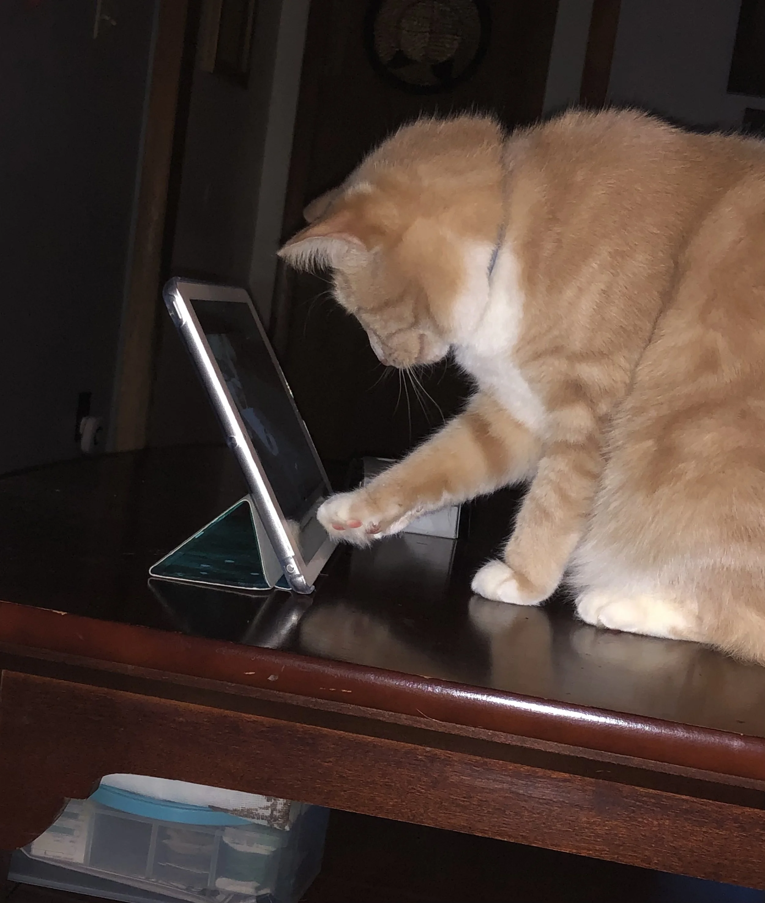 Anni “Swipe right……..” 🤳 Melissa Strait (Herkimer County, Ny)