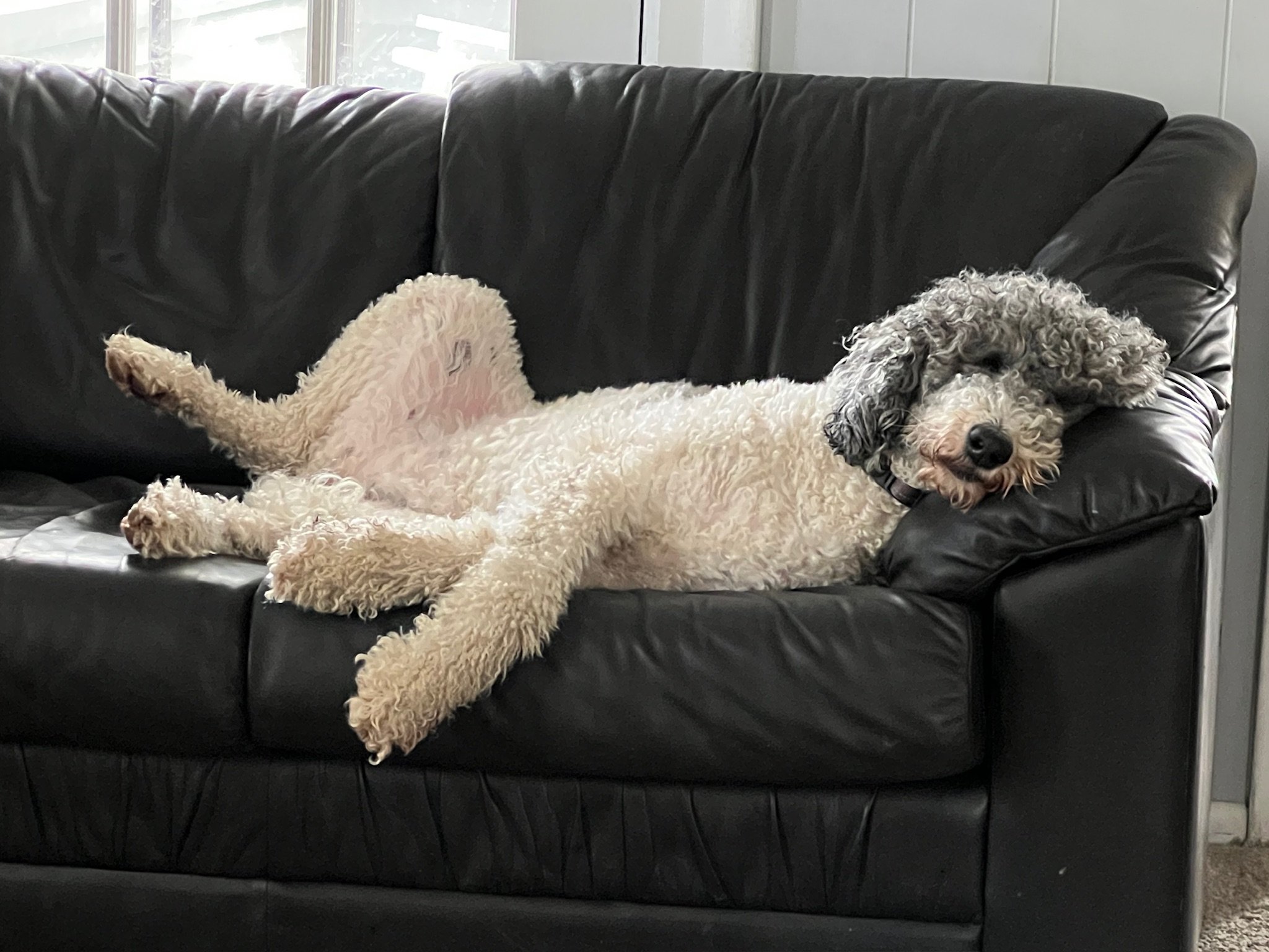 Piper “It’s a dog’s life!” 🤳 Lindsey Ferguson (herkimer County)