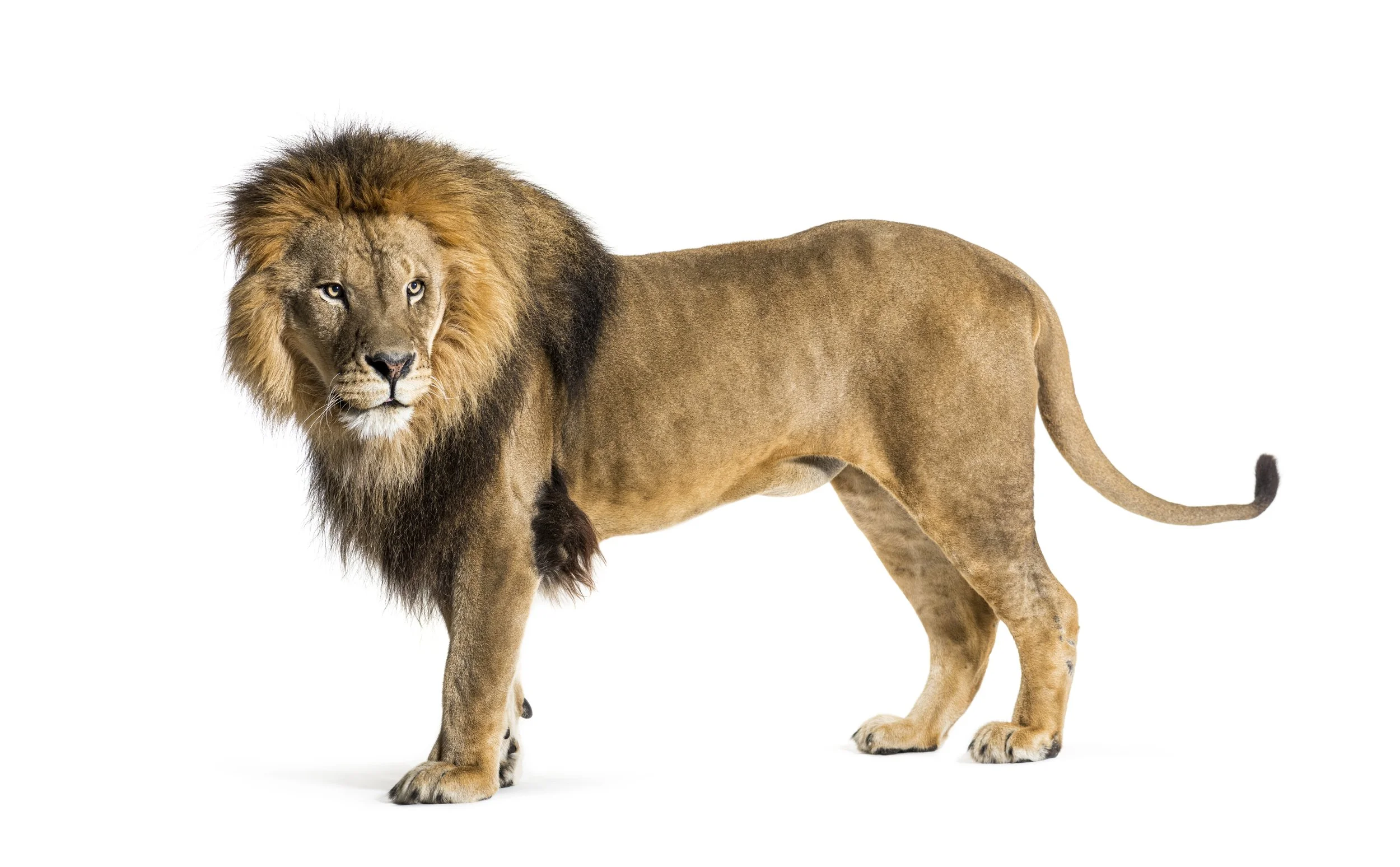 side-view-of-a-male-adult-lion-looking-back-panth-2024-09-27-05-27-05-utc.jpg