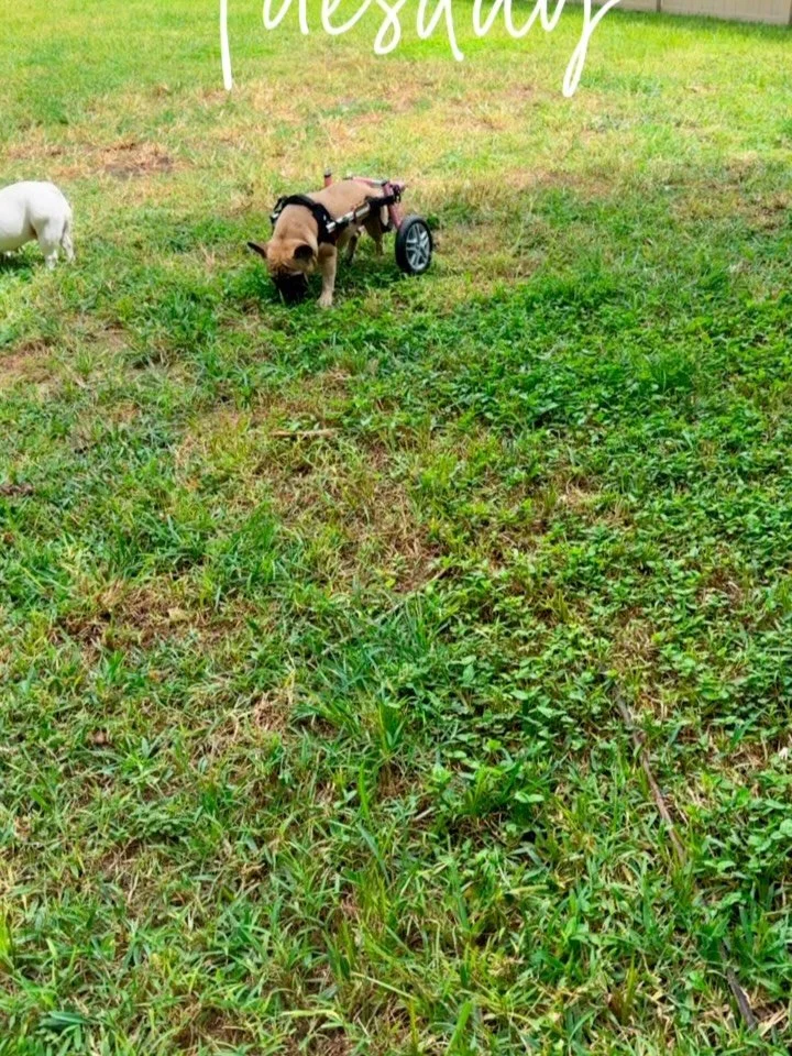 I thought we were going to make it. It was drizzling on and off so I went for it. Georgia literally just got out of the bathtub 🛀 chase is always up for an adventure 😃 and Minnie just goes with the flow 🤣🤣 ☔️ 

Rain Days at @ae_ivddfrenchbulldogr