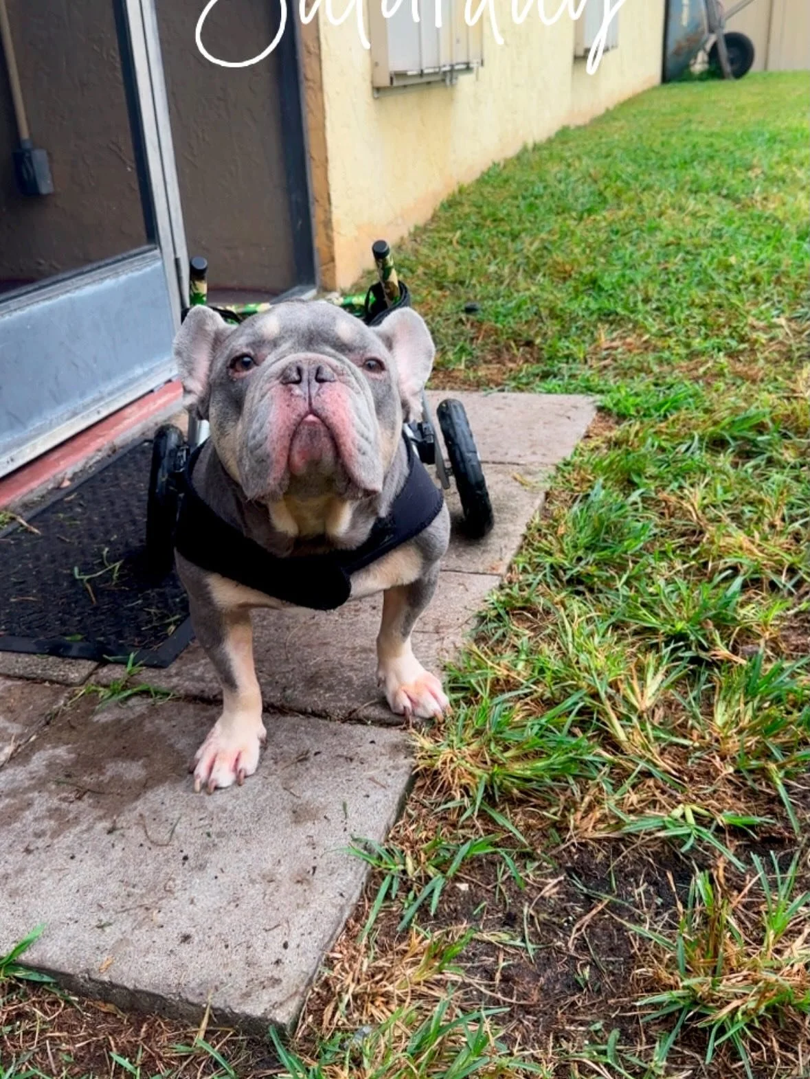 Let our kids be your motivation ♿️🥳☝️✊ in this new lifestyle called life after #ivdd is absolutely manageable with the proper day to day care ♿️🙌 while our kids are rolling into the weekend vibes 😀😎♿️ while we continue to advocate for the breed a