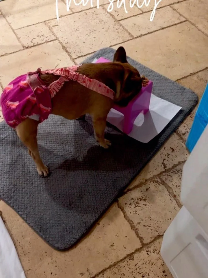 ♿️💪😎🫶✊🫡☝️
Georgia is absolutely kicking recovery&rsquo;s ❤️&zwj;🩹 butt besides being so resilient 😀 Georgia has put some really hard work into her recovery and it shows 
All of our kids speak 🗣️ for us 🥹😃😀😃😁😄👏👏👏👏👏👏👏👏👏👏👏👏👏👏?