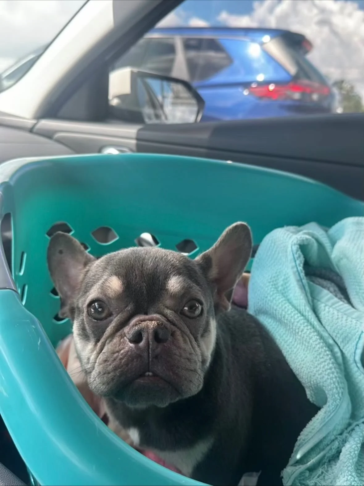 Who loves at home updates as much as me!!!! 
Who remembers Lilly and if you&rsquo;re new to our page, Lilly was pulled from ACC last year when she came in as a stray, they thought she had a broken pelvis fast forward a little bit she landed in an ama