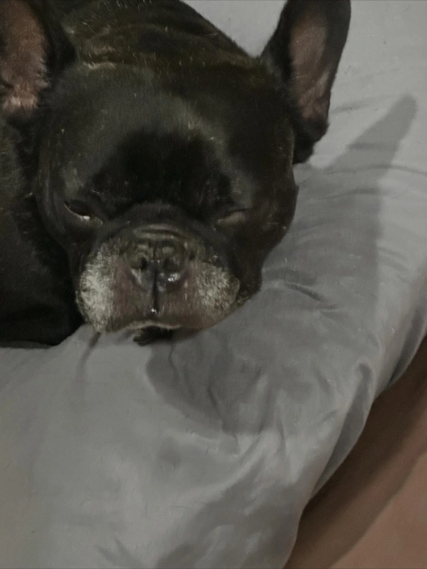 Happy Friday y’all and you know what that means it’s $5 dollar Friday here at @ae_ivddfrenchbulldogrescue it’s how we are able to continue to provide the care and support we do for our kids with your help without it it wouldn’