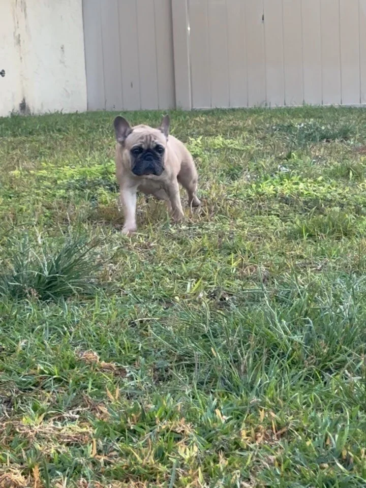 It&rsquo;s Monday morning and we let our kids do the talking for us. We take on major medical cases that requires specialty appointments. The majority of our kids have been surrendered after they have become paralyzed due to spinal injuries most reco