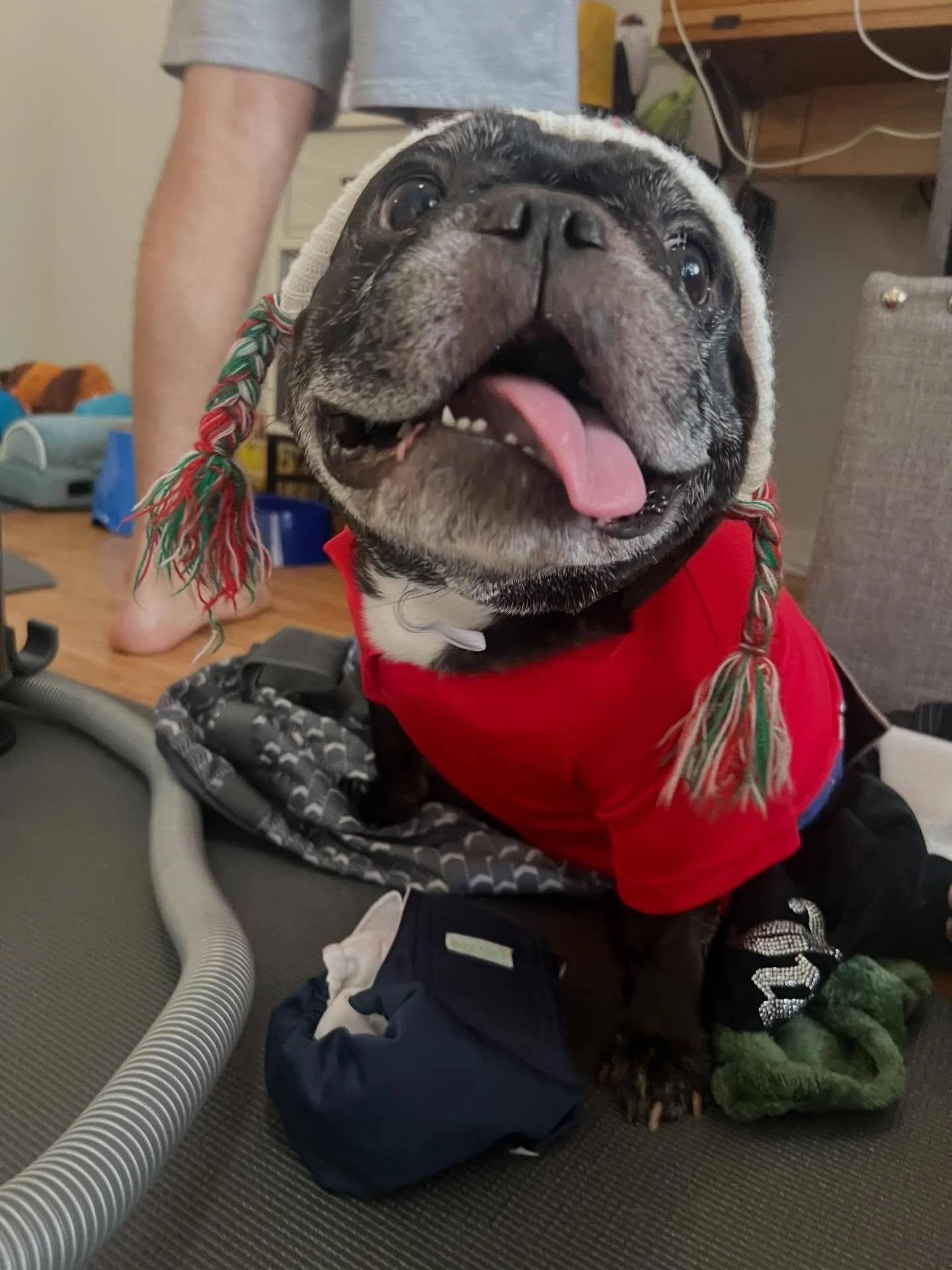 Tonka&rsquo;s doing some Sunday cleaning with his foster mama 🥰🥰🥰 and thrifting