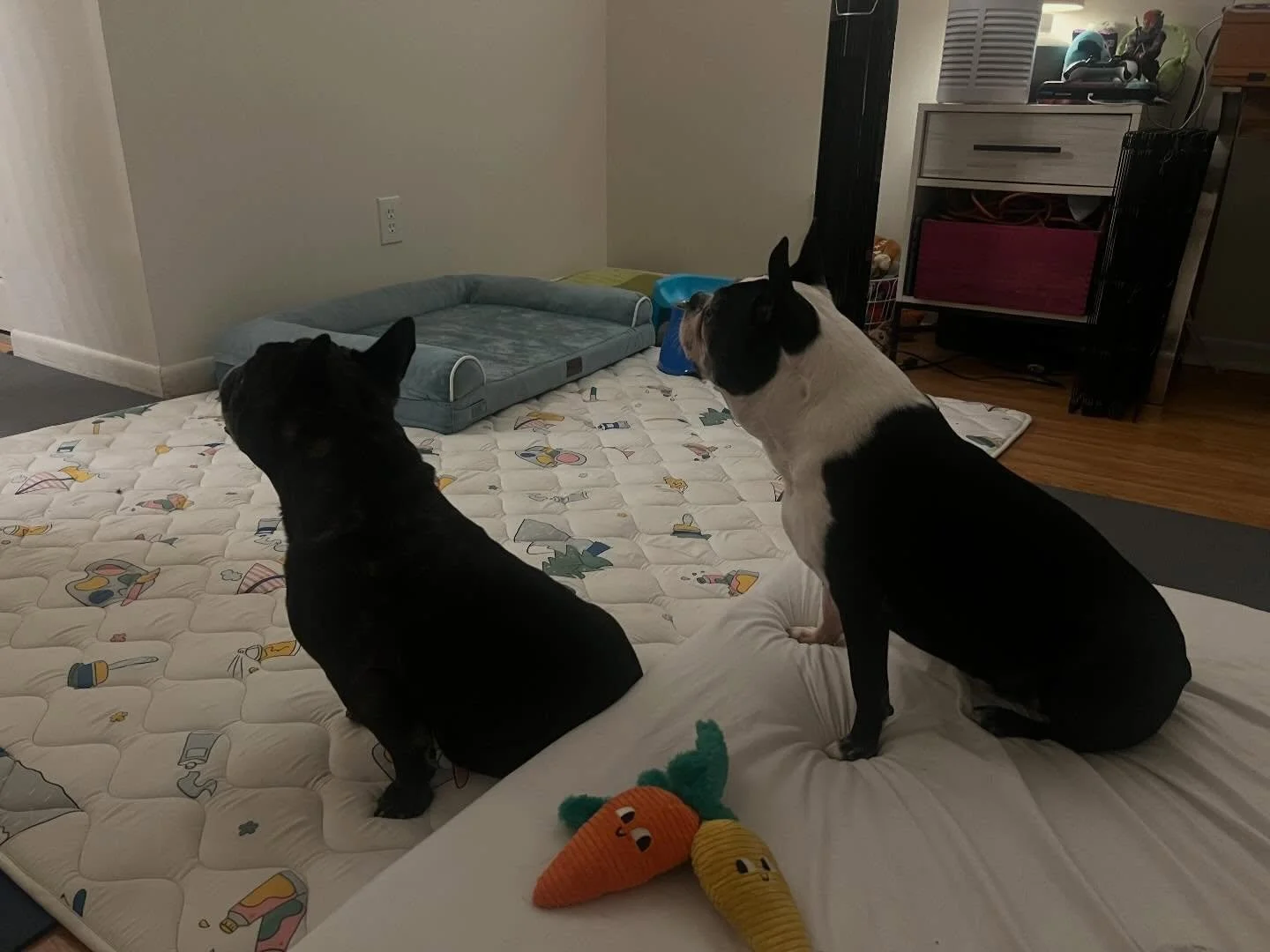 Tonka hanging out with his foster brother 🥰🥰🥰
@ae_ivddfrenchbulldogrescue  #ivdd #ivddrecovery #ivddwarrior #ivddwontstopme #florida