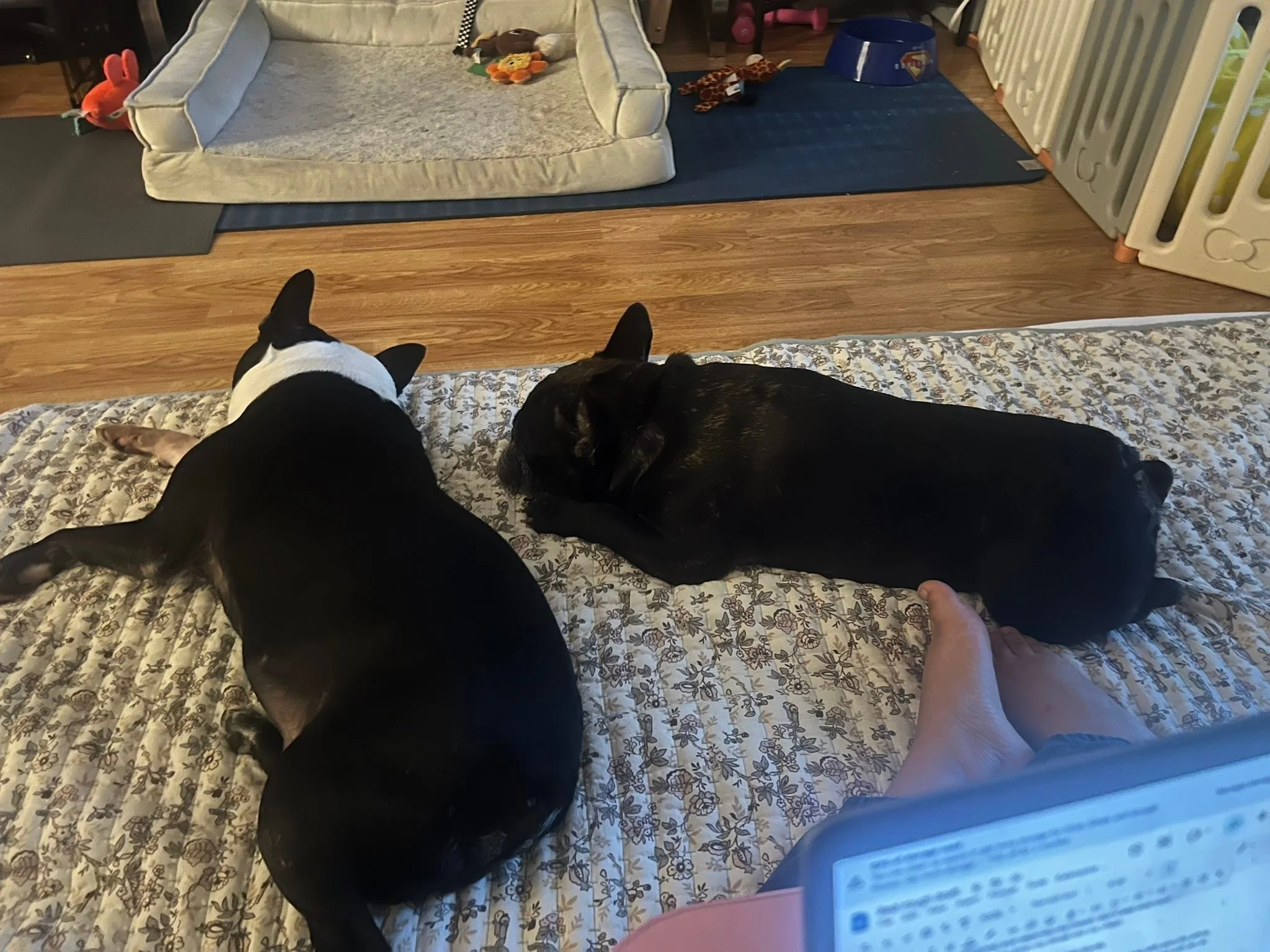 Tonka and his Foster brother Sheldon 💙☺️🥰
Just hanging around on this cloudy 🌥️ morning 
Happy Friday everyone let&rsquo;s make it great 😌 
A E IVDD French Bulldog Rescue inc 501c3

It&rsquo;s also $5 dollar Friday around the globe in hopes every