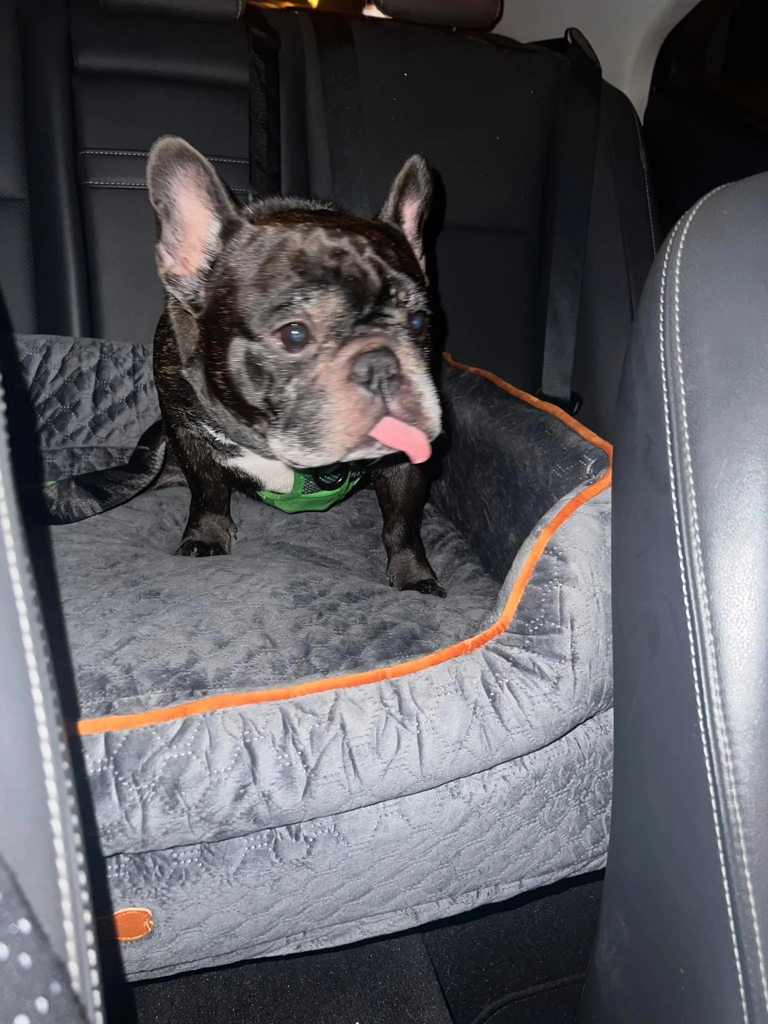 Tonka on a late night snack run 🏃&zwj;♂️ with his mom and dad 🥰🥰🥰🥰 doesn&rsquo;t get much better than this not to mention he&rsquo;s the cutest man ever 💙 don&rsquo;t tell Jack 🥰￼

@ae_ivddfrenchbulldogrescue