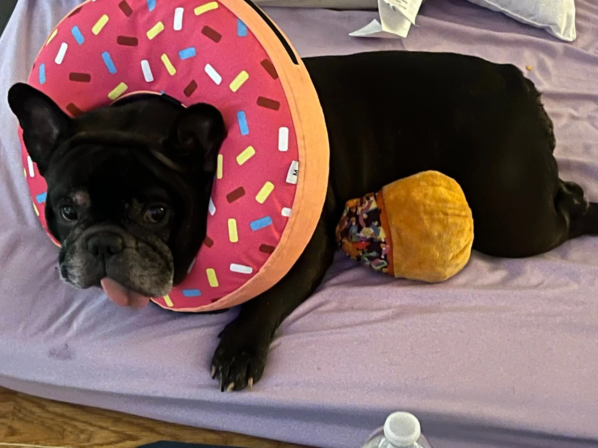 If Tonka doesn&rsquo;t just steal your heart &hearts;️ we can&rsquo;t be friends 🥰🥰🥰🥰 tonka is literally the cutest, just relaxing with his new doughnut and his foster brother on this fine Thursday it&rsquo;s our favorite day of the week taco Tue