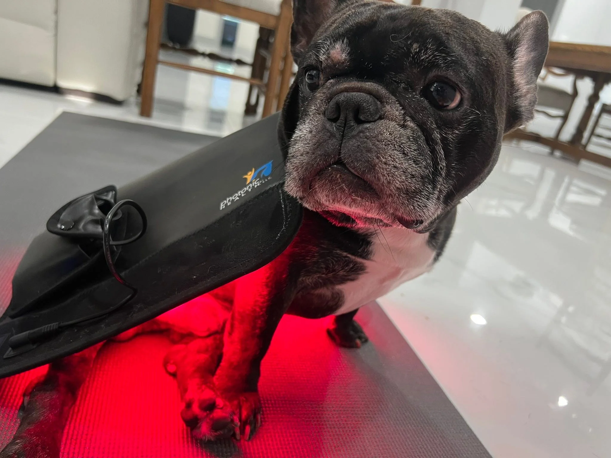 Just in case you needed a feel good something to smile at today just look at Tonka living his best life while getting some therapy in at the same time with his red light therapy back pad from @photonichealth ￼￼ who we cannot thank enough for forgetti