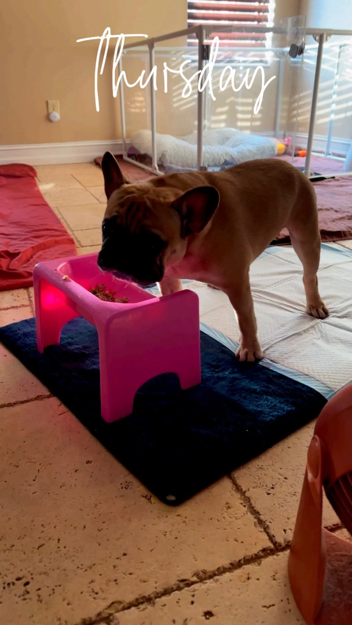 A E IVDD French Bulldog Rescue inc 501c3

Our Sweetheart Georgia ♿️ is in search 🔦 of her forever