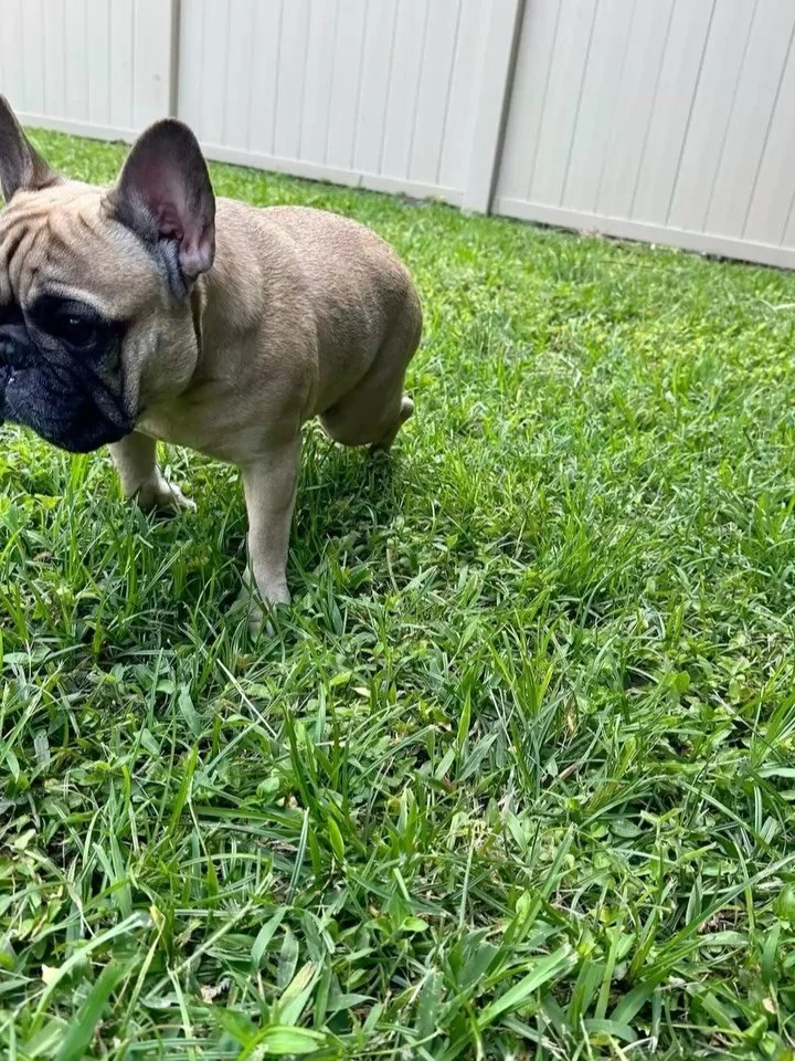 🐾 Meet Georgia 🐾

This sweet girl is looking for her forever home through a special needs rescue. Georgia is a beautiful French Bulldog with IVDD, but she doesn&rsquo;t let that slow her down one bit. 💕

Georgia is independent, happy, and full of 