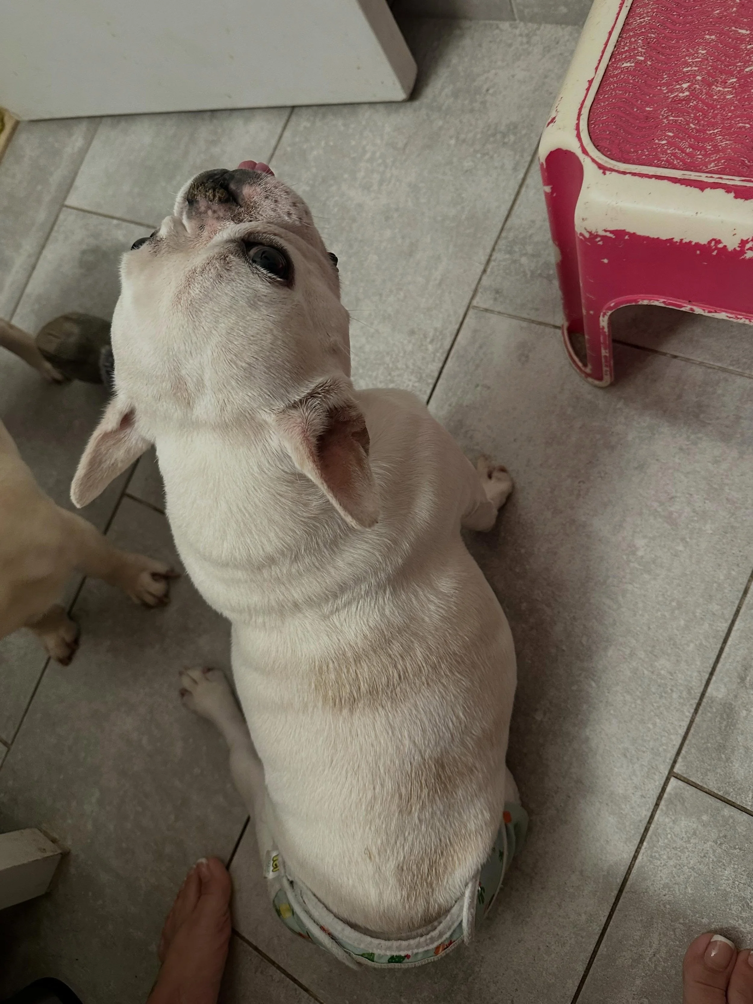 Privacy 🤣😂🤣😆🤷&zwj;♀️ what&rsquo;s that when you have a STAGE FIVE CLINGER 😂🤣 THAT I WOULDN&rsquo;T TRADE FOR THE WORLD 🌎 ☺️🤣☺️ it&rsquo;s their world I&rsquo;m just in it 🤗🤗🤗🤗 early morning shenanigans

@ae_ivddfrenchbulldogrescue