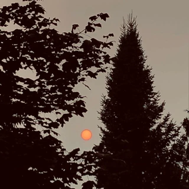 Sunset view with the orange sun low in the sky, partially obscured by silhouette of tree branches and pine trees.