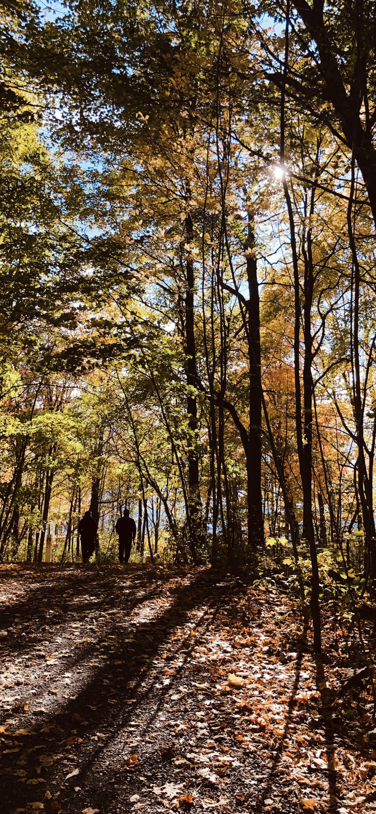 Two people walking on a dirt trail through a forest with tall trees and colorful autumn leaves, sunlight filtering through the branches.