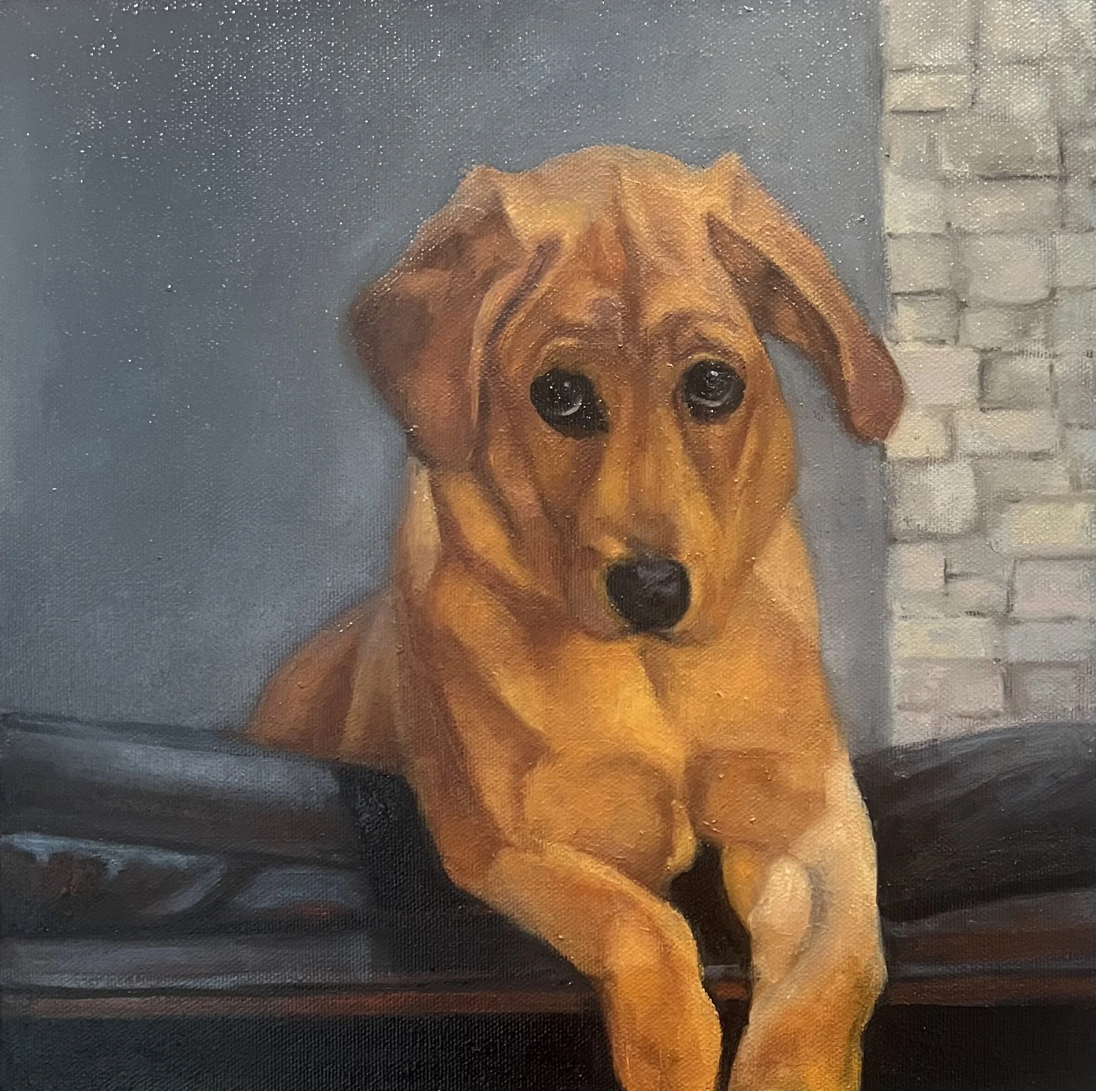 yellow lab dog portraits.jpg