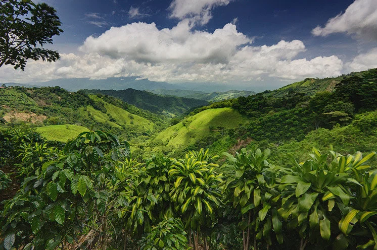 Costa_Rican_Rainforest.jpg