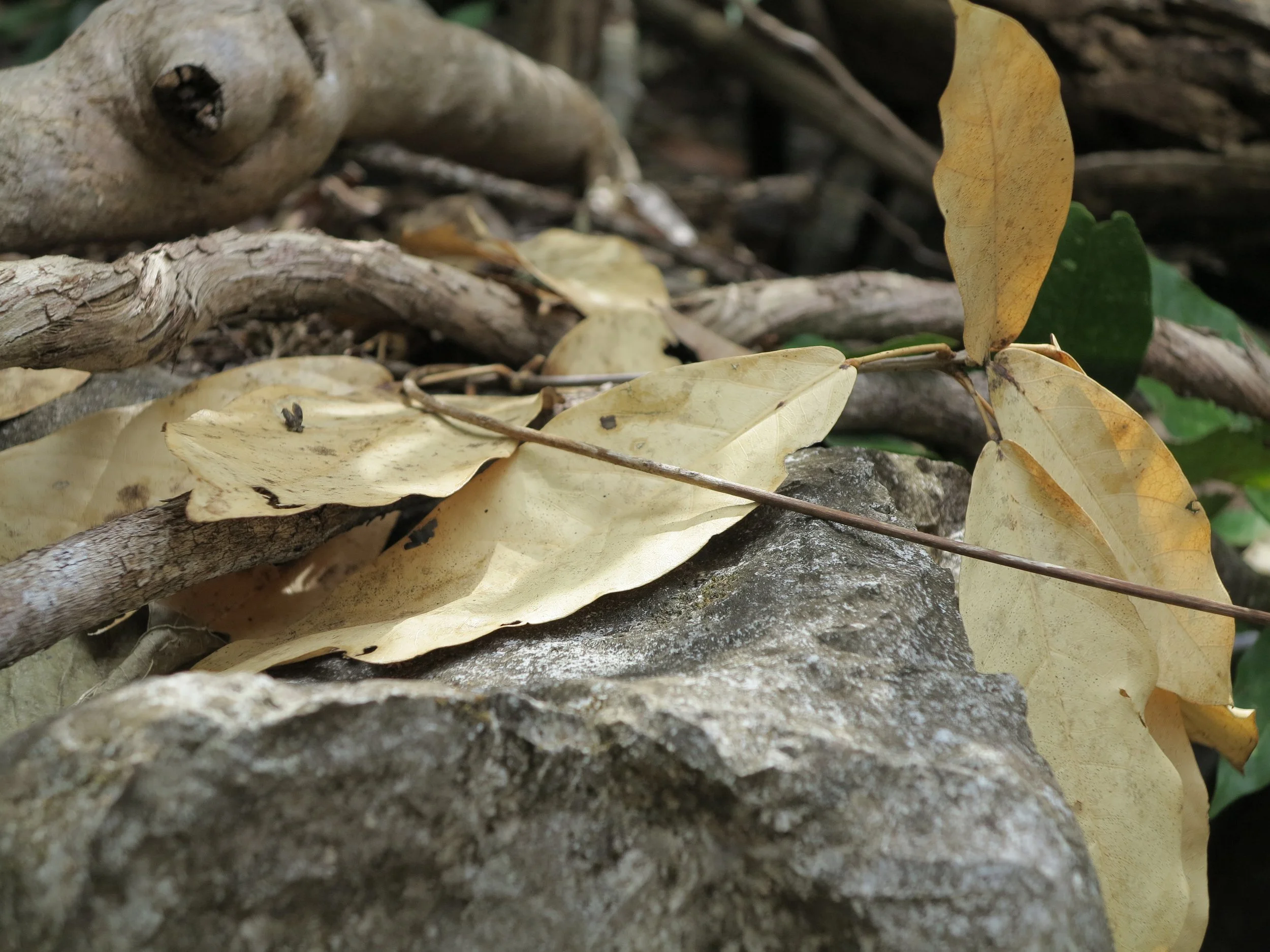 IMG_8050.JPG