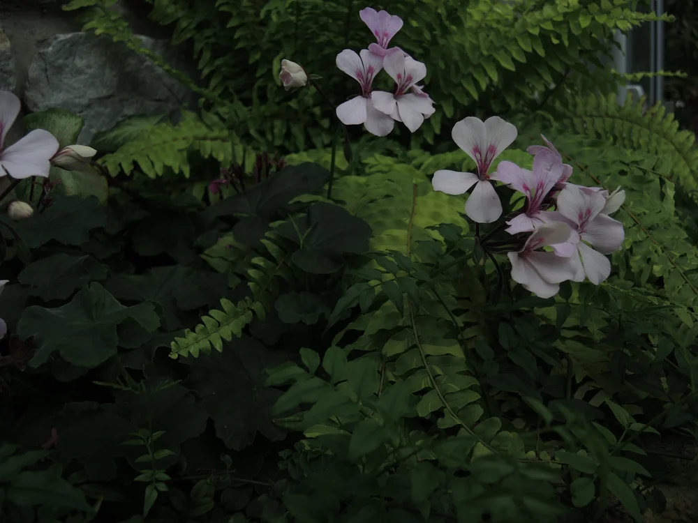 DSCN0180.JPG