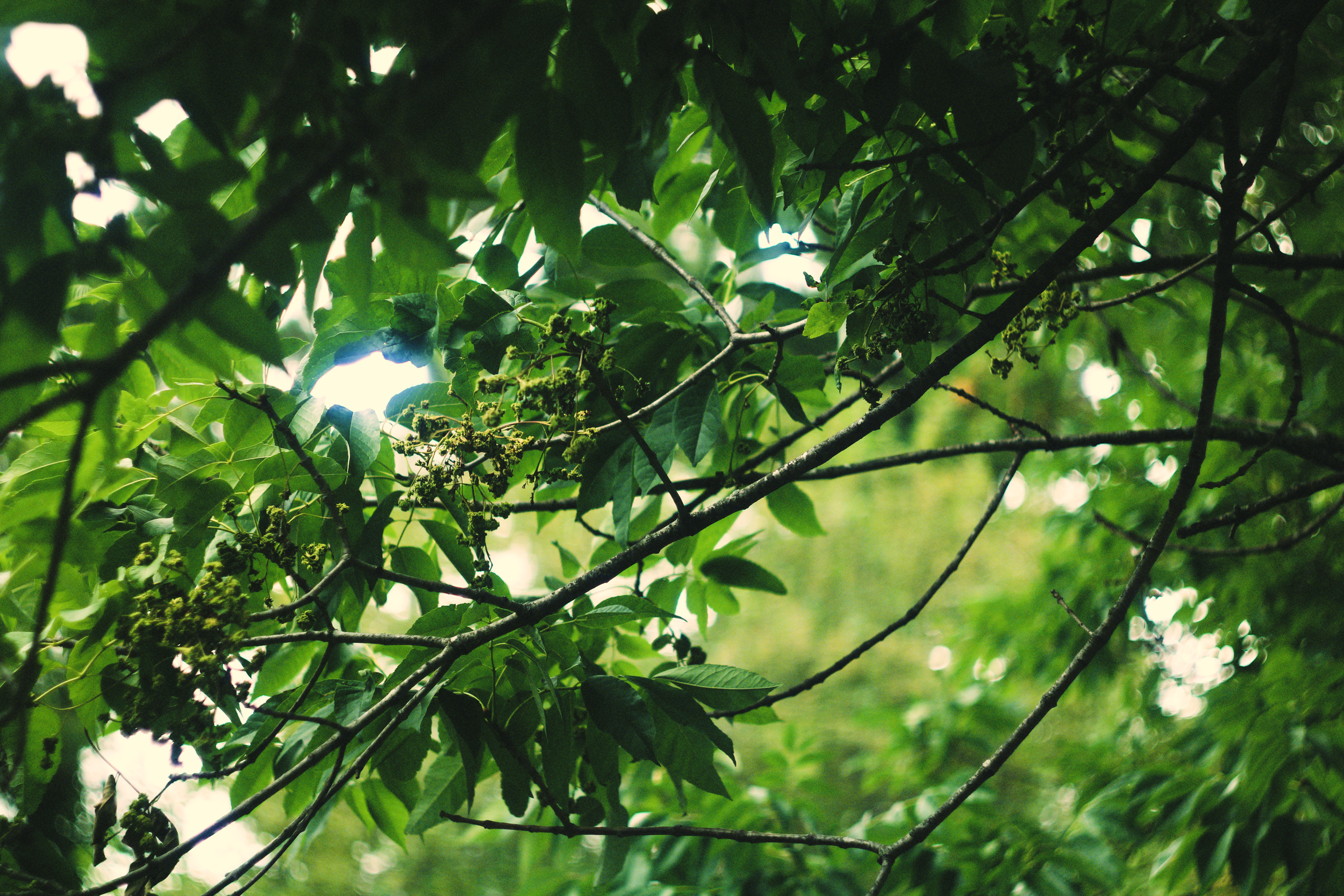 leaf3.png
