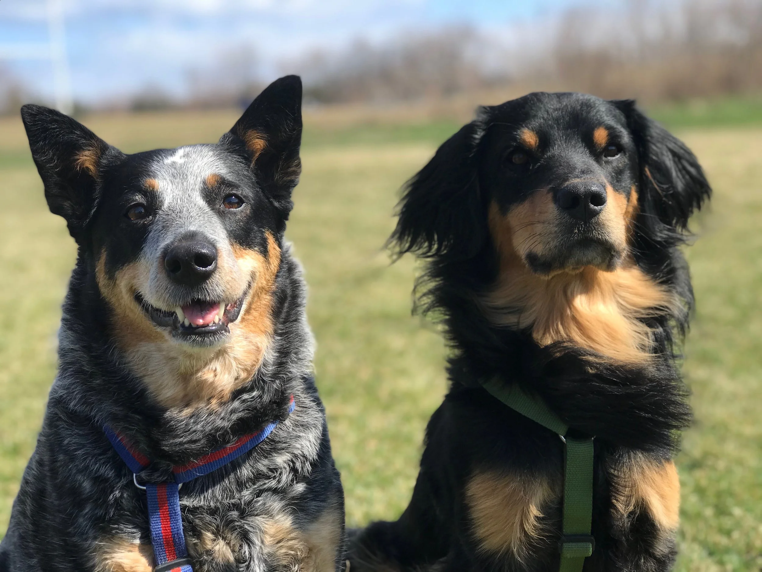 Weekly Tapping circle for highly sensitive dogs and their humans