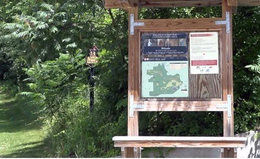 What is Buckthorn and Why is it Bad?