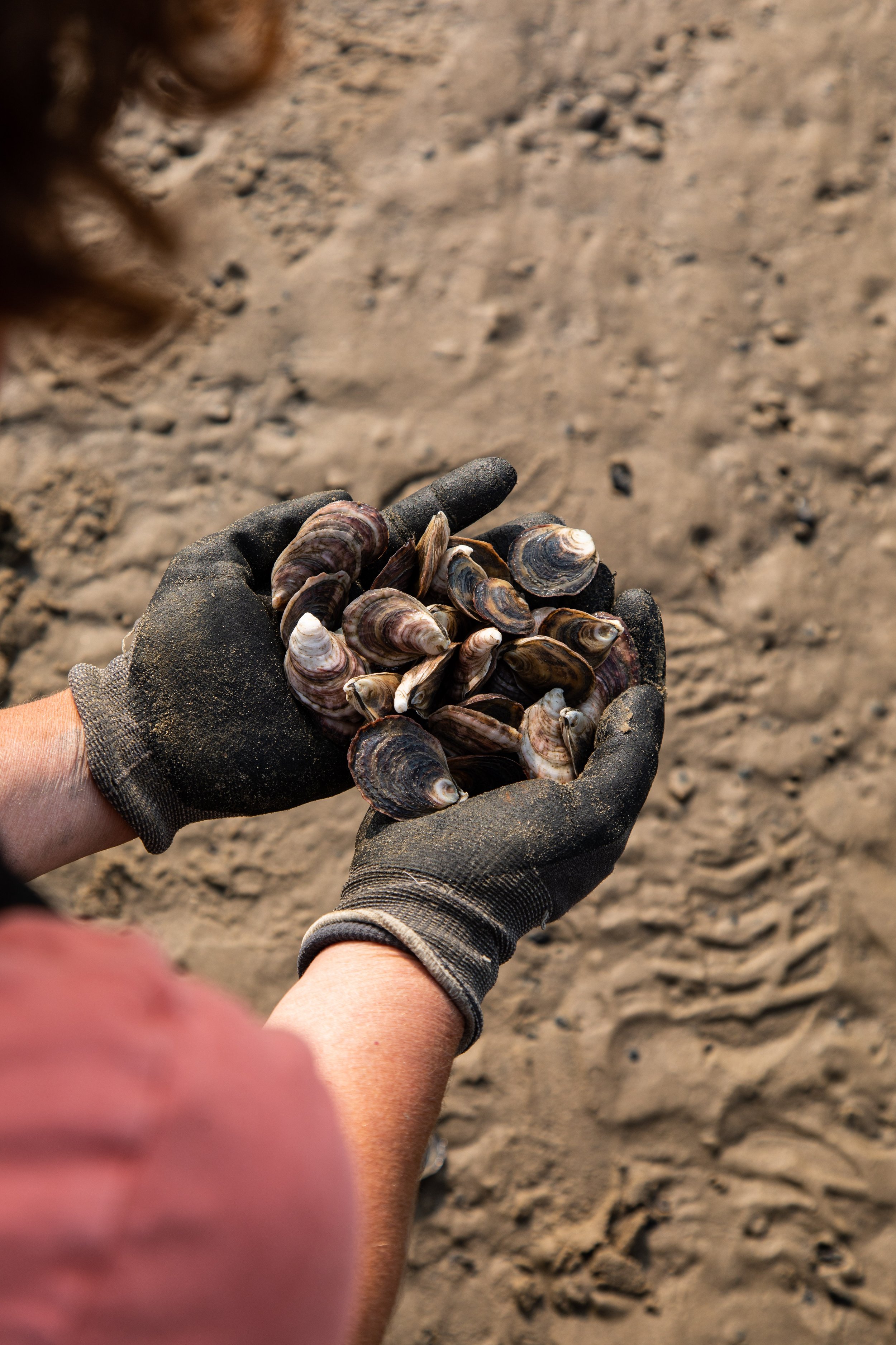 SweetAmaliaOysterFarm_May.22.2023_GabBonghi_HR-335.jpg