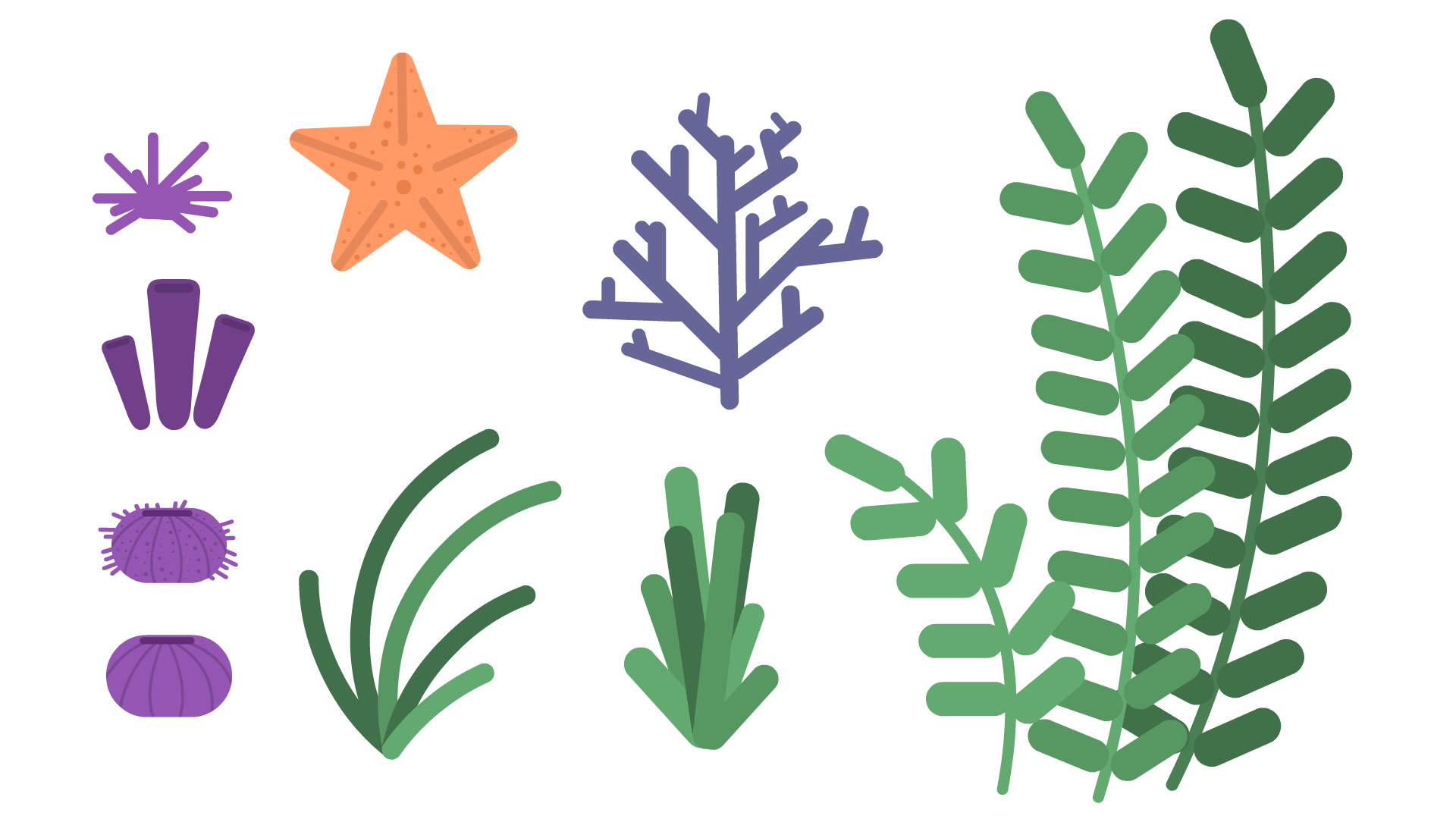 coral and seaweed.png