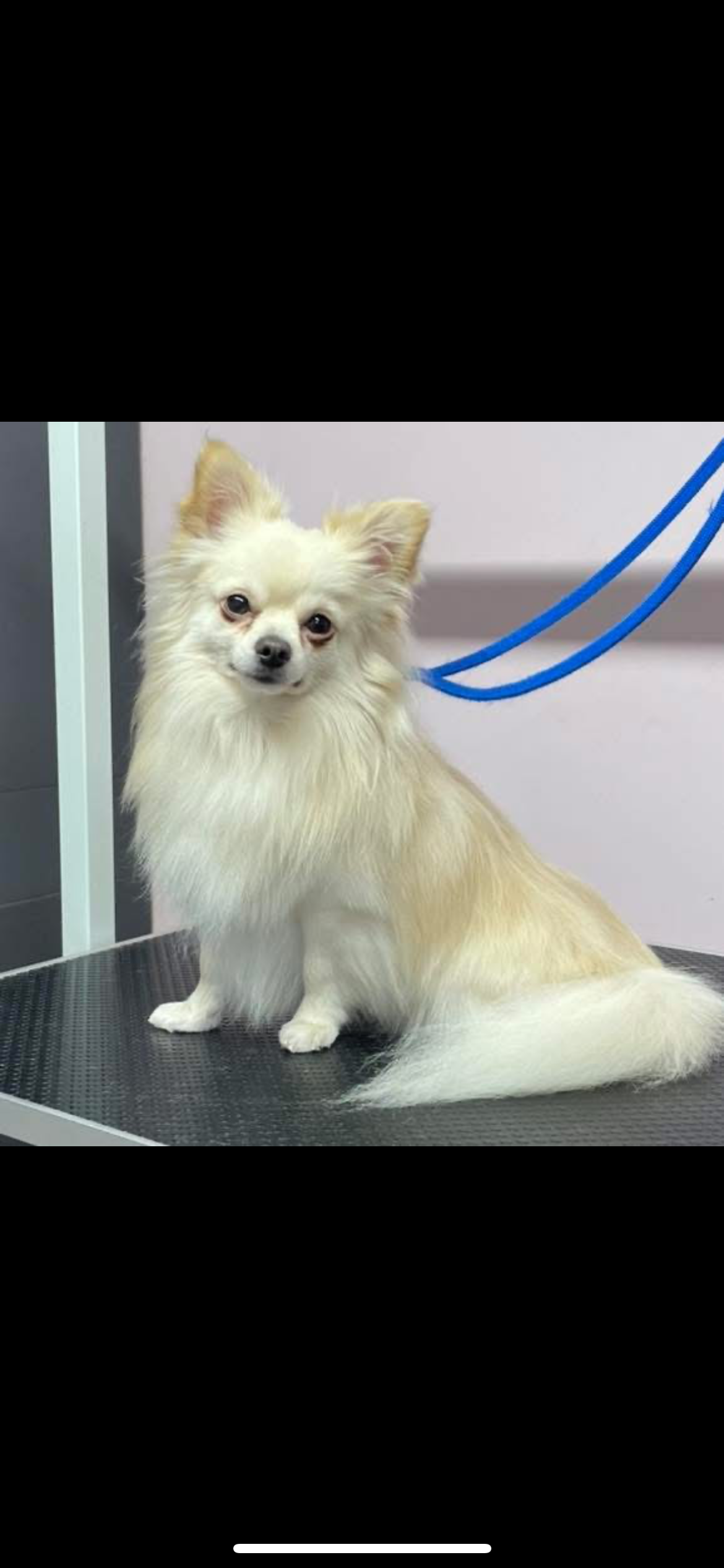long haired chihuahua.PNG