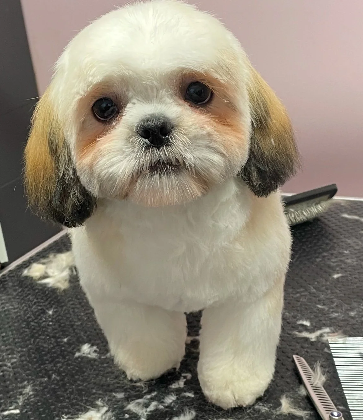 cute puppy shih tsu.JPG