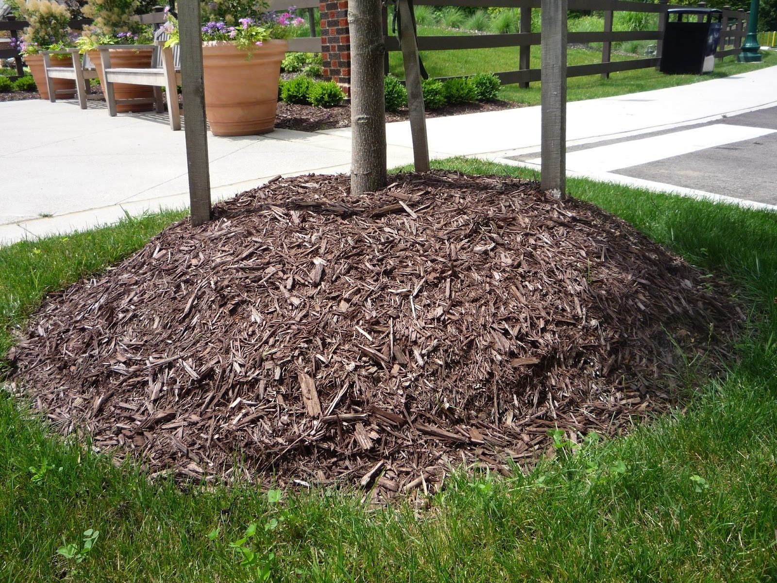 Photograph of the base of a young tree, well-mulched.