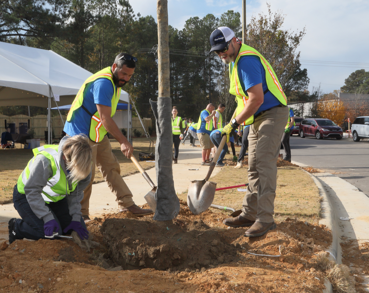 Volunteers work together to plant a large tree.