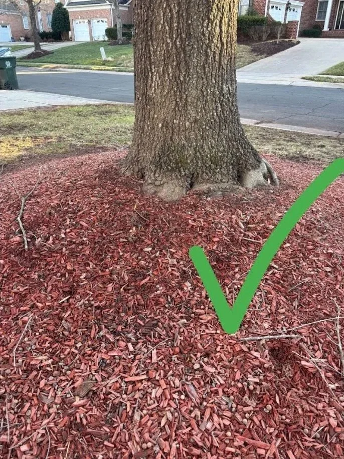 Image of the base of a tree trunk, well-mulched, with a green checkmark over it.