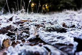 Fallen leaves covered in frost.