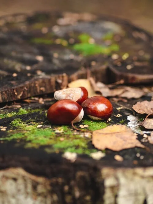 The Seed Story
