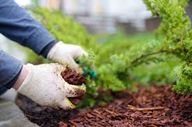 Mulching Trees