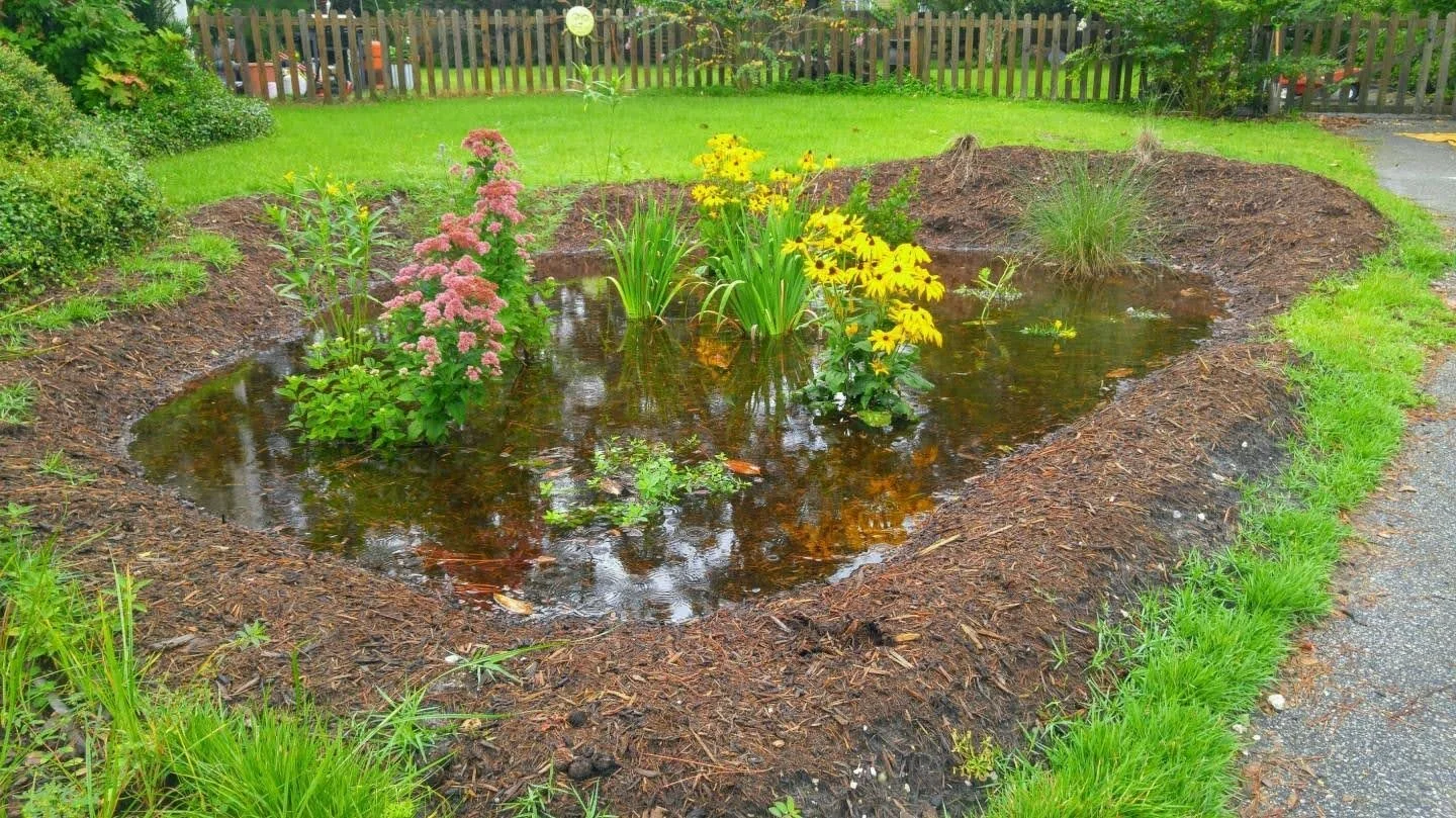 Photograph of a successfully installed rain garden, full of water.
