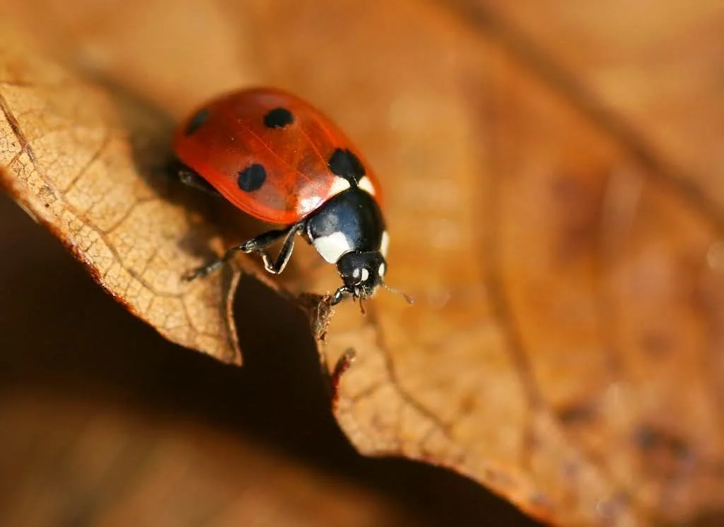 A closeup of a lady bug on a brown leaf.