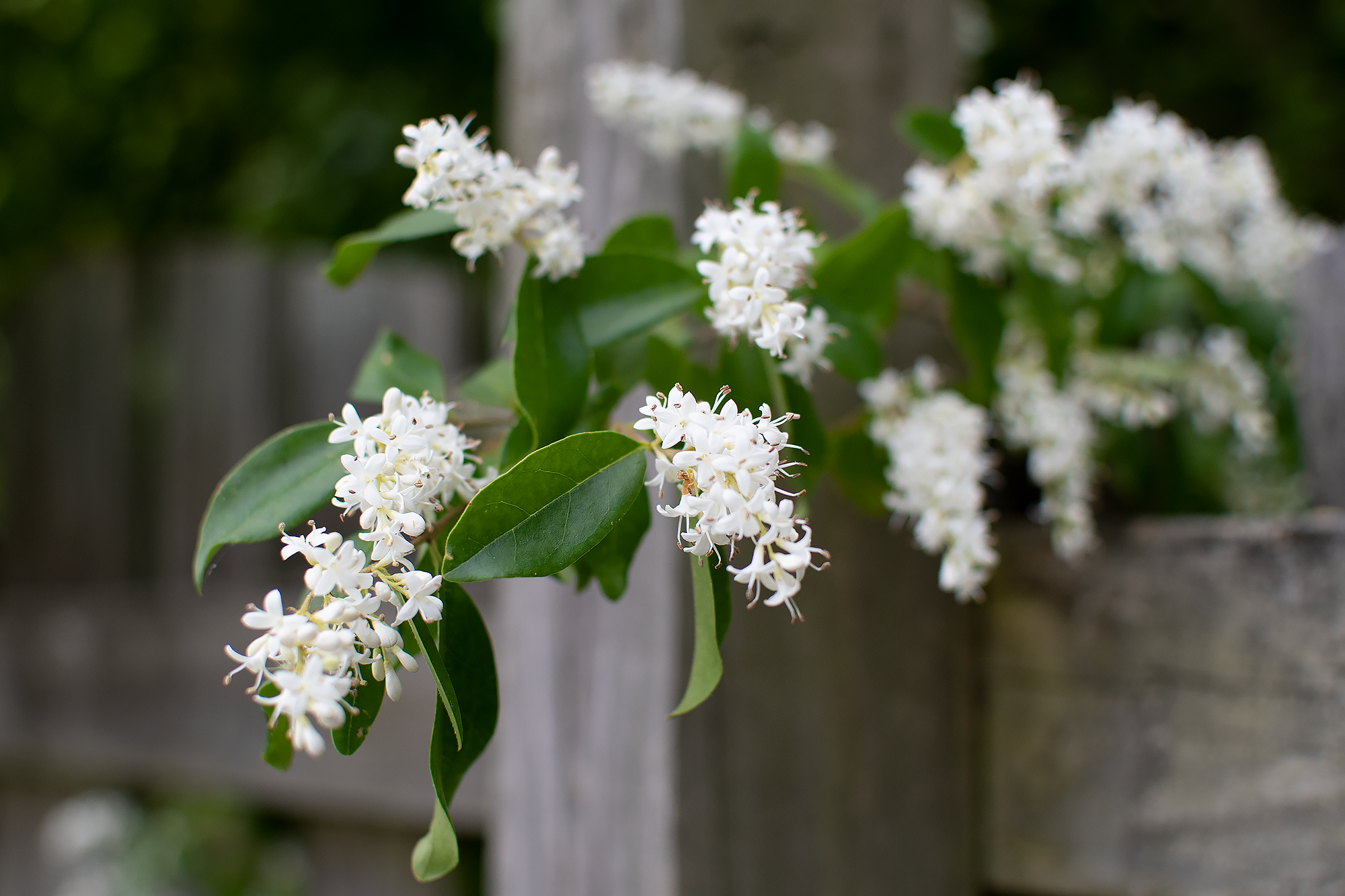 Invasive Chinese Privet