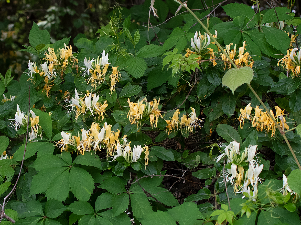 Invasive Japanese honeysuckle