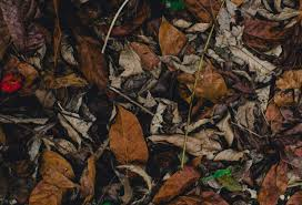 A colorful bed of decaying fallen leaves.