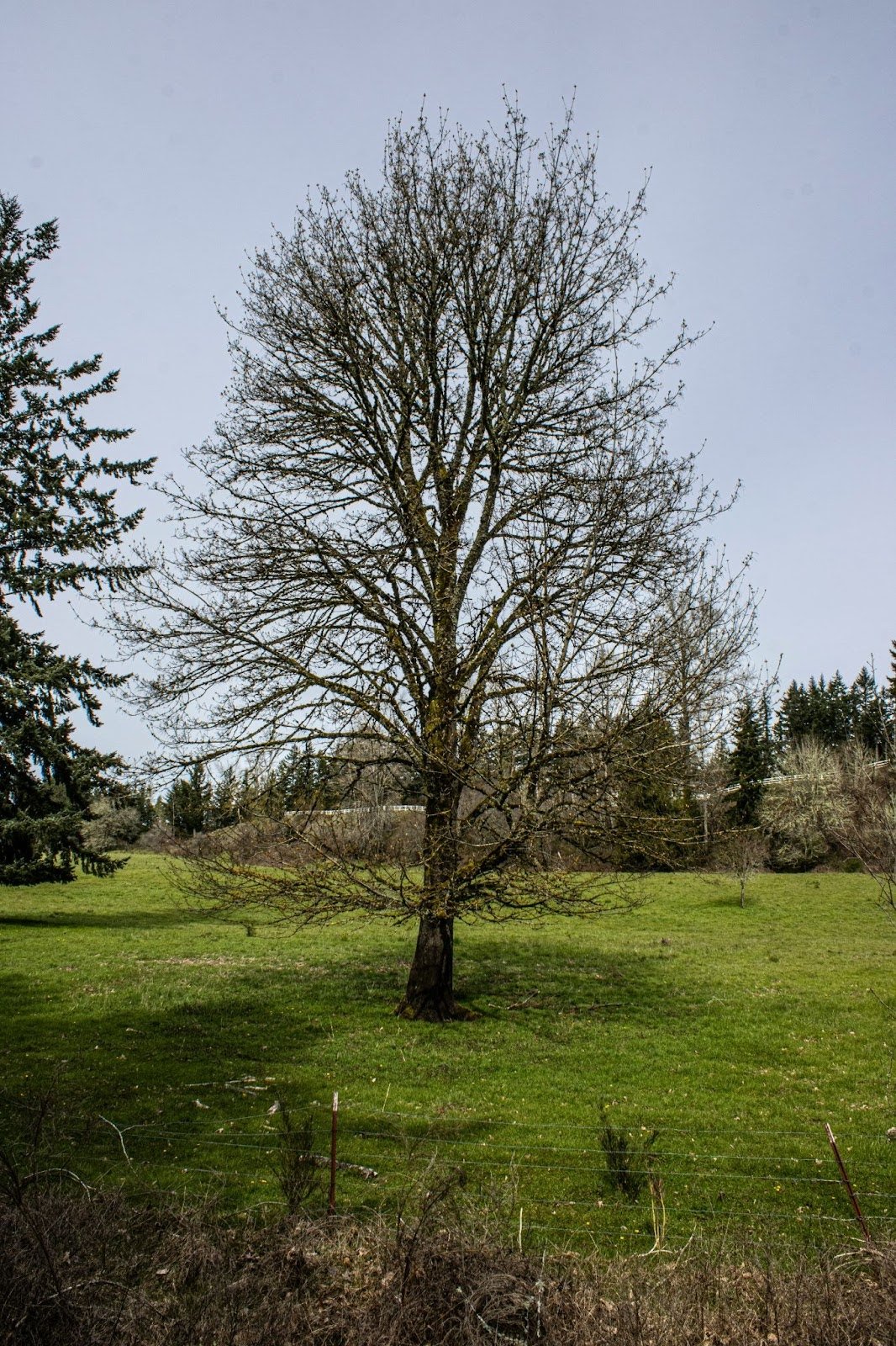 Full-length photograph of a tree without leaves, trunk clearly visible.
