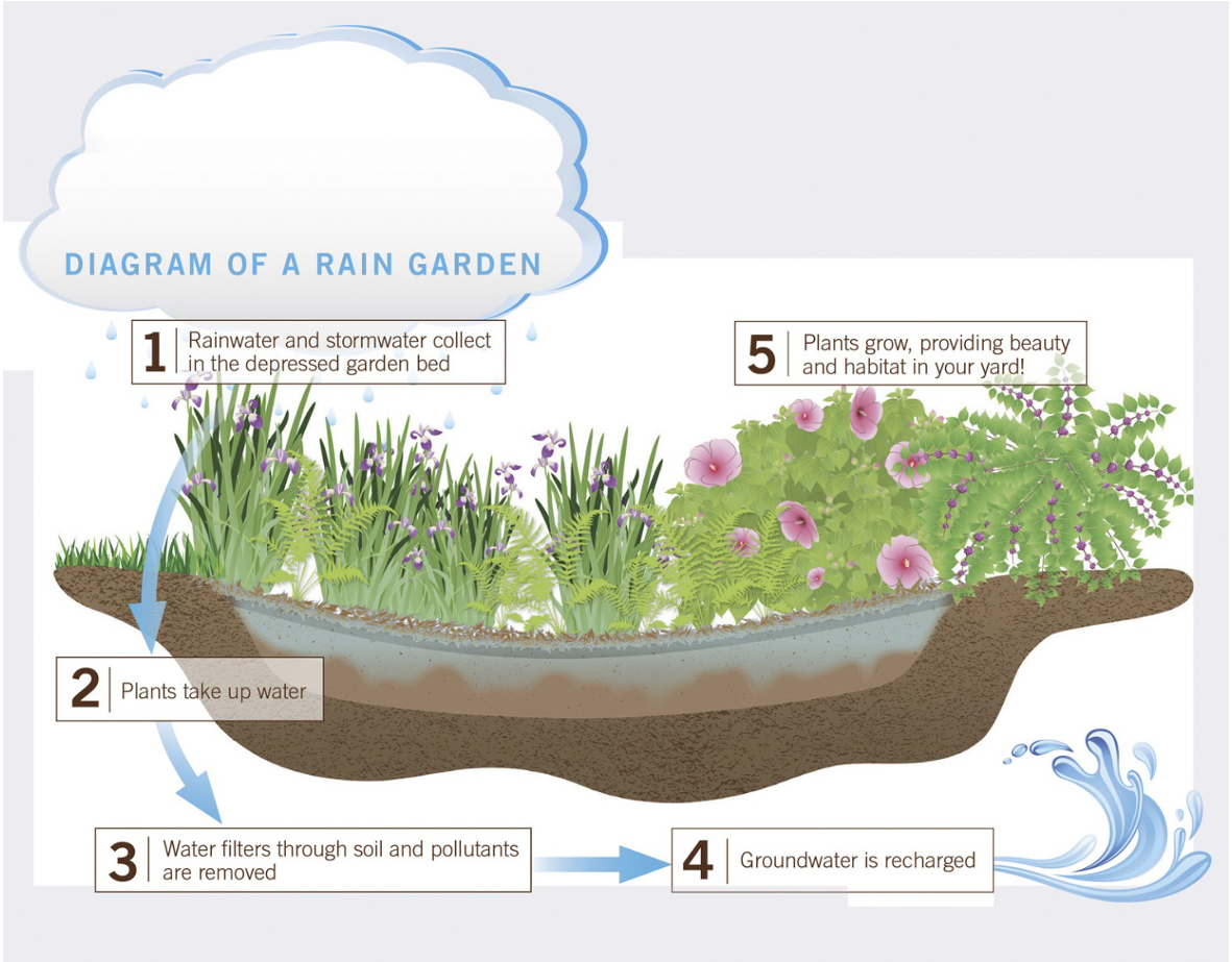 An illustrated diagram of how a rain garden works.