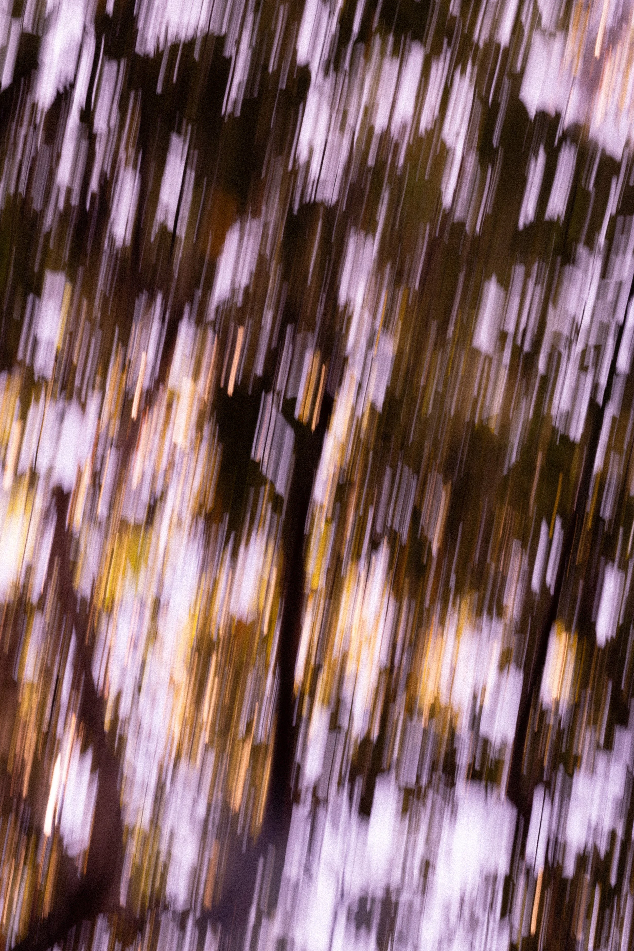 ÁRBOL DE GUAYABA (PSIDIUM GUAJAVA)