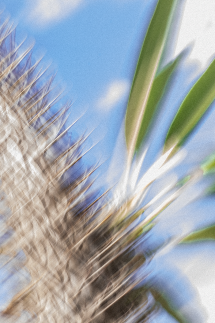 PALMA DE MADAGASCAR (PACHYPODIUM LAMEREI)