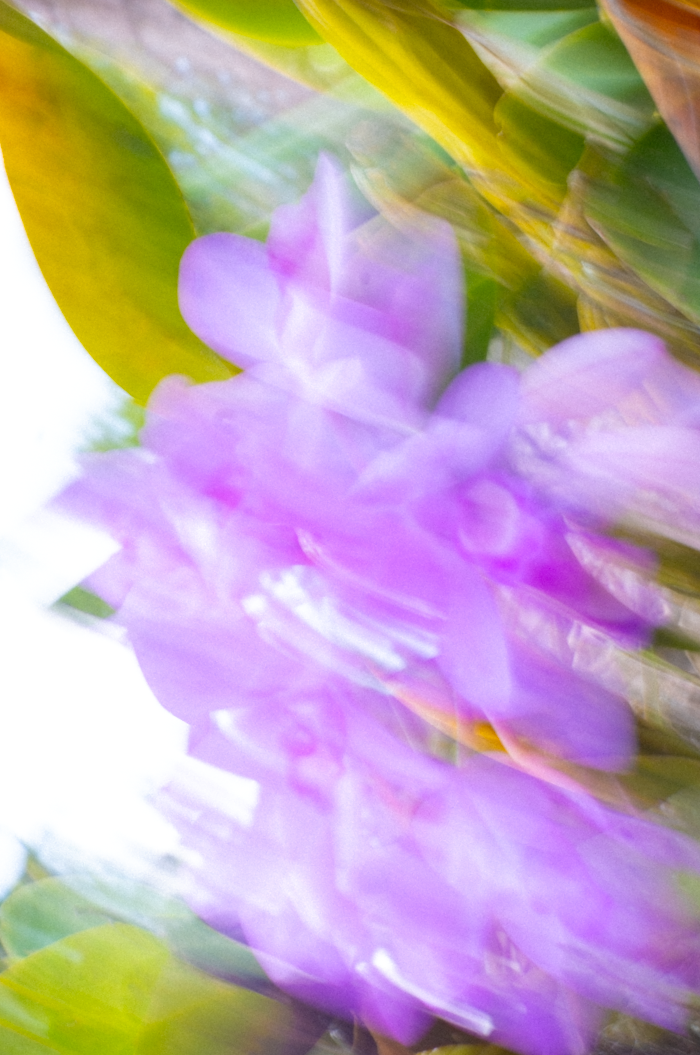 FLOR DE CANDELARIA (GUARIANTHE SKINNERI)